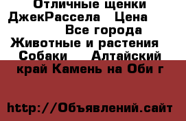 Отличные щенки ДжекРассела › Цена ­ 50 000 - Все города Животные и растения » Собаки   . Алтайский край,Камень-на-Оби г.